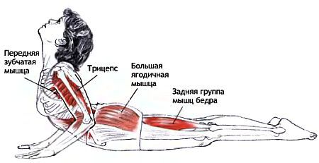 Анатомия йоги - _154.jpg