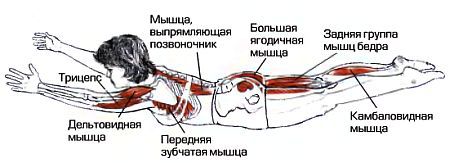 Анатомия йоги - _159.jpg