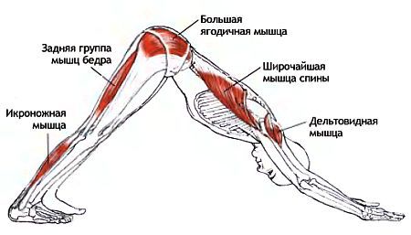 Анатомия йоги - _162.jpg