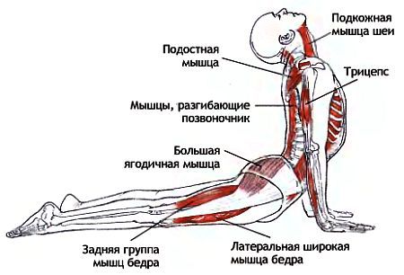 Анатомия йоги - _164.jpg