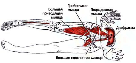 Анатомия йоги - _165.jpg