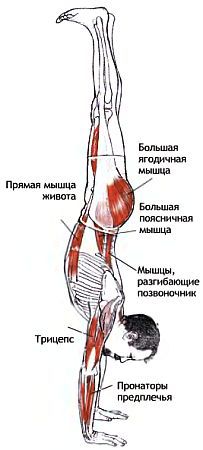 Анатомия йоги - _166.jpg