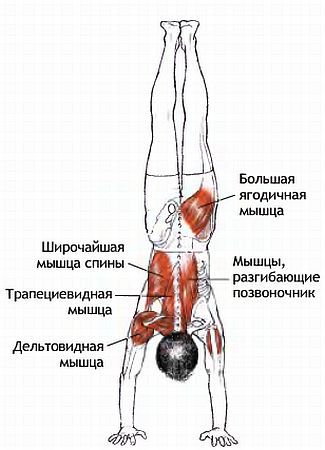 Анатомия йоги - _167.jpg