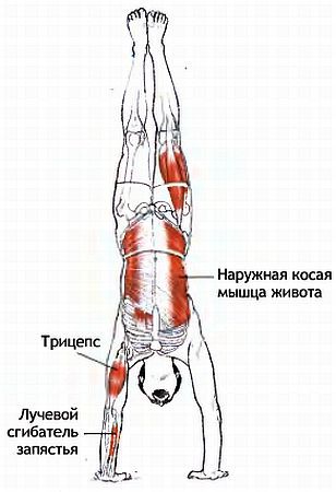 Анатомия йоги - _168.jpg