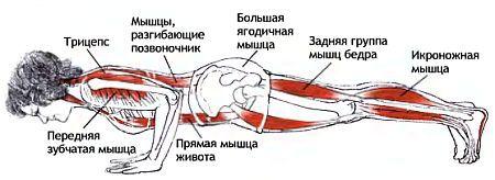 Анатомия йоги - _169.jpg