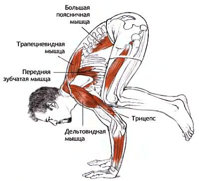 Анатомия йоги - _172.jpg