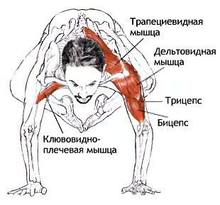 Анатомия йоги - _173.jpg