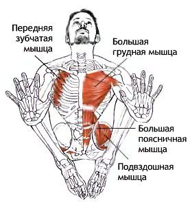 Анатомия йоги - _174.jpg
