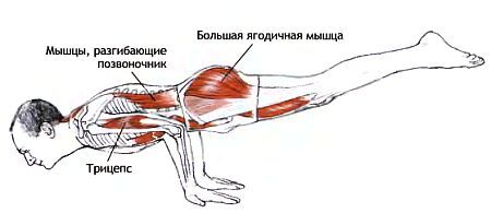 Анатомия йоги - _176.jpg