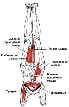 Анатомия йоги - _177.jpg