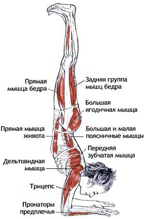 Анатомия йоги - _178.jpg