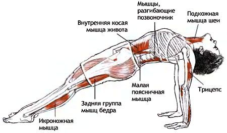 Анатомия йоги - _179.jpg