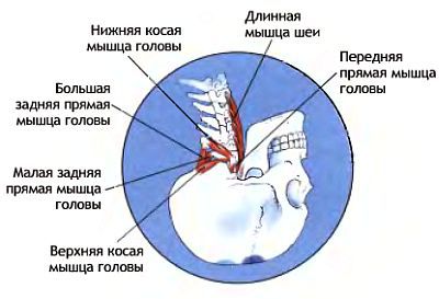 Анатомия йоги - _180.jpg