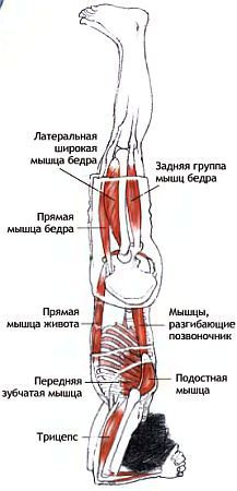 Анатомия йоги - _181.jpg