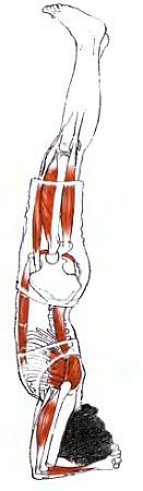 Анатомия йоги - _183.jpg