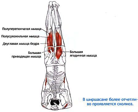 Анатомия йоги - _184.jpg