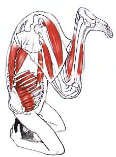 Анатомия йоги - _185.jpg