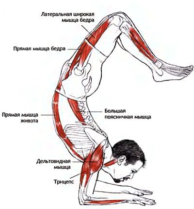 Анатомия йоги - _186.jpg