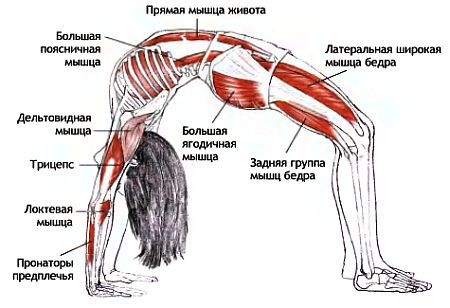 Анатомия йоги - _187.jpg