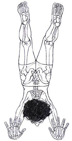Анатомия йоги - _189.jpg