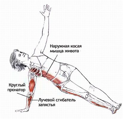 Анатомия йоги - _191.jpg