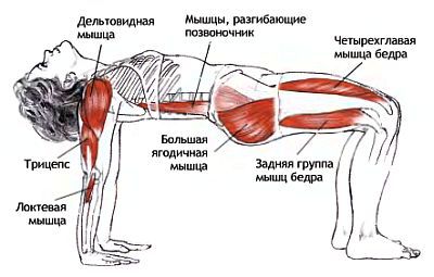Анатомия йоги - _193.jpg