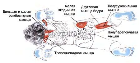 Анатомия йоги - _194.jpg