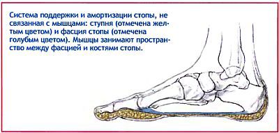 Анатомия йоги - _41.jpg