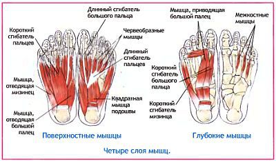 Анатомия йоги - _43.jpg_1