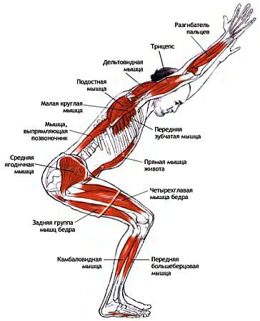 Анатомия йоги - _47.jpg_0