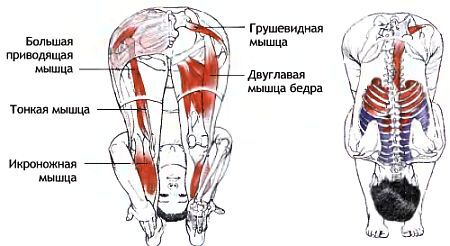Анатомия йоги - _48.jpg_0
