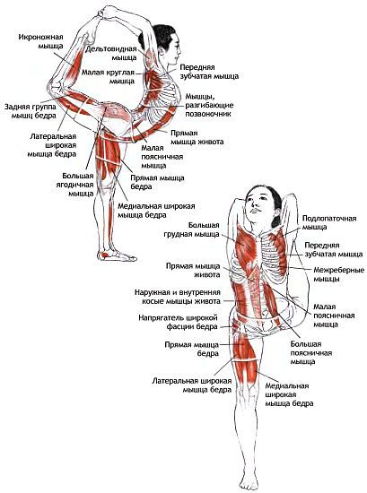 Анатомия йоги - _52.jpg