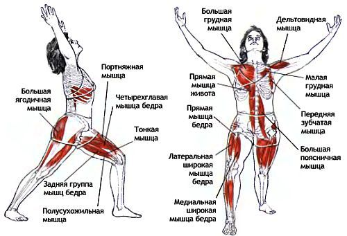 Анатомия йоги - _53.jpg_2