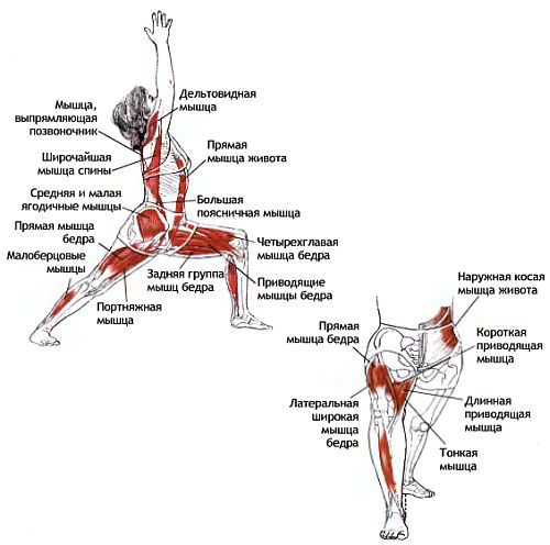 Анатомия йоги - _55.jpg_1