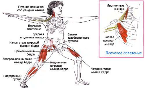 Анатомия йоги - _57.jpg_0