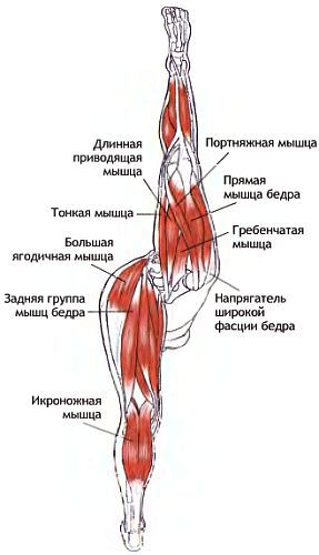 Анатомия йоги - _98.jpg_0
