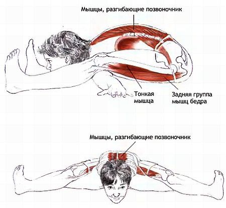 Анатомия йоги - _99.jpg_0