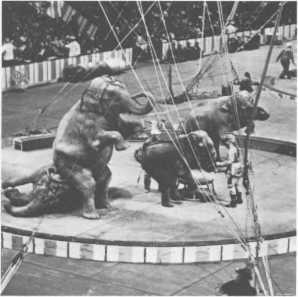 История мирового цирка - i_112.jpg