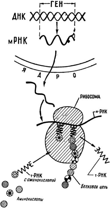 Три тайны жизни - i_015.jpg