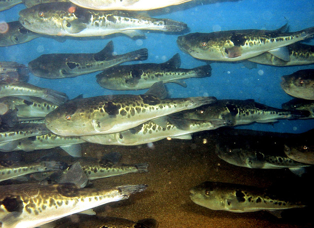 Снова об удивительных рыбах и животных - _18.jpg