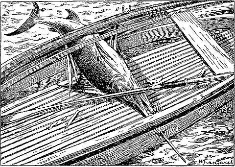 Снова об удивительных рыбах и животных - _13.jpg