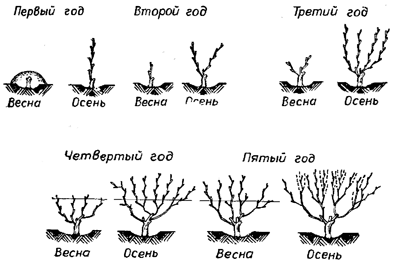 300 советов виноградарю-любителю - i_029.png