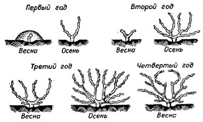 300 советов виноградарю-любителю - i_030.png