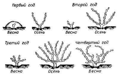 300 советов виноградарю-любителю - i_032.png