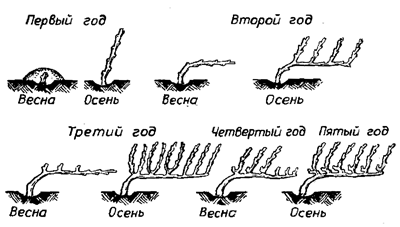 300 советов виноградарю-любителю - i_033.png