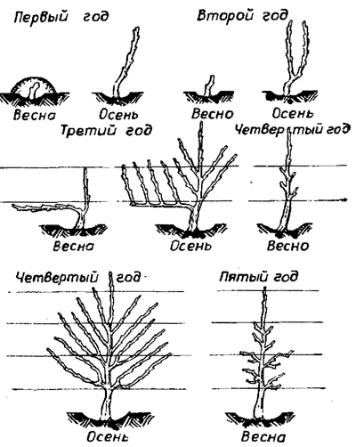 300 советов виноградарю-любителю - i_034.png