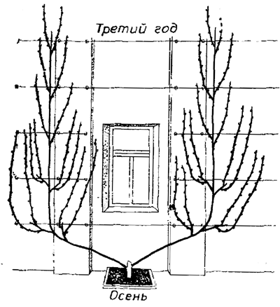 300 советов виноградарю-любителю - i_040.png