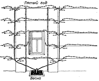 300 советов виноградарю-любителю - i_043.png