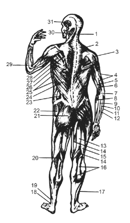 Подготовка юного тяжелоатлета - dvorkin_007.png
