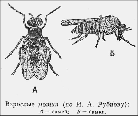 Защита от гнуса - pic_2.jpg